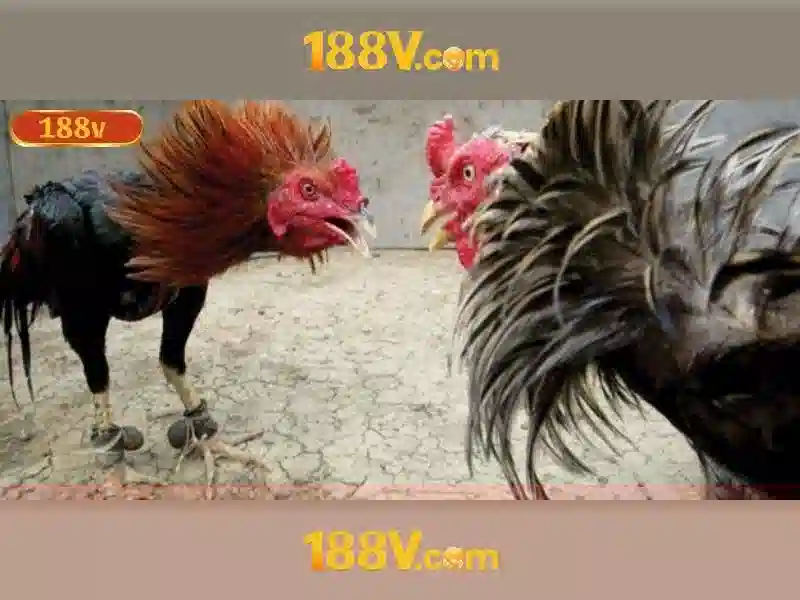 188V – Trang Chủ Casino 188V – Slot Game 188V – Rút Thưởng 188V – Bắn Cá 188V